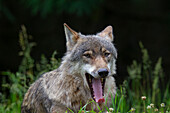 Europäischer Wolf (Canis lupus), Alttier mit Winterfell, Portrait, gähnend in der Wiese, Schleswig-Holstein, Deutschland