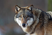 Wolf (Canis lupus), Alttier mit Winterfell, Portrait, Winter, Niedersachsen, Deutschland