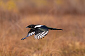 Elster (Pica pica), adulter Vogel im Flug, Smaland, Südschweden, Schweden, Skandinavien