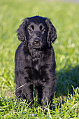 Junger Flat Coated Retriever, Welpe 9 Wochen alt, Portrait, Schleswig-Holstein Deutschland