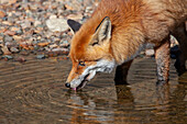  Red fox, Vulpes vulpes, adult fox in mountain stream, autumn, Gran Paradiso National Park, Italy 