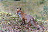  Red fox, Vulpes vulpes, fox in the forest, autumn, Saxony-Anhalt, Germany 