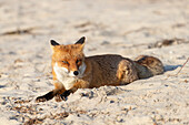  Red fox, Vulpes vulpes, fox lying on the beach, autumn, Mecklenburg-Western Pomerania, Germany 