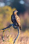  White-tailed Eagle, Haliaeetus albicilla, young bird in winter, Smaland, Sweden 
