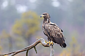  White-tailed Eagle, Haliaeetus albicilla, young bird in winter, Smaland, Sweden 