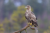  White-tailed Eagle, Haliaeetus albicilla, young bird in the moor, Smaland, Sweden 