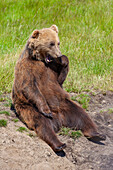  European brown bear, Ursus arctos, sitting upright, Sweden 