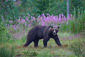  European brown bear, Ursus arctos, adult bear, Karelia, Finland 