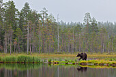  European brown bear, Ursus arctos, adult bear with mirror image, Karelia, Finland 