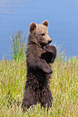  European brown bear, Ursus arctos, cub standing on its hind legs, Sweden 