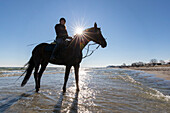  Rider on a horse in the Baltic Sea, Schleswig-Holstein, Germany 