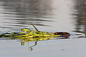  European beaver, Castor fiber, beaver with food, Elbe valley, Lower Saxony, Germany 