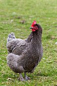  Domestic chicken, Gallus gallus domesticus, chicken, hen, female, Schleswig-Holstein, Germany 