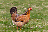 Domestic chicken, Gallus gallus domesticus, chicken, hen, female, Schleswig-Holstein, Germany 