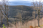  Forest in the Harz National Park near Bad Harzburg, Lower Saxony, Germany  