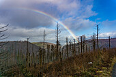 Regenbogen über abgestorbenen Bäumen im Nationalpark Harz bei Ilsenburg, Niedersachsen, Deutschland 