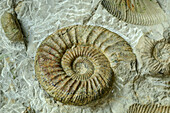  Fossilized ammonite, Franconia, Bavaria, Germany 