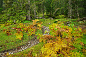 Wanderweg führt durch herbstlichen Farn, Lechtaler Alpen, Tirol, Österreich
