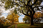  Autumnal trees in the &quot;Kleines Lautertal&quot; near Blaustein, Alb-Donau-Kreis, Swabian Alb, Baden-Württemberg, Germany, Europe 