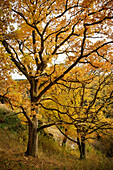  Autumnal trees in the &quot;Kleines Lautertal&quot; near Blaustein, Alb-Donau-Kreis, Swabian Alb, Baden-Württemberg, Germany, Europe 
