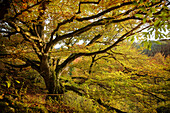  Autumnal trees in the &quot;Kleines Lautertal&quot; near Blaustein, Alb-Donau-Kreis, Swabian Alb, Baden-Württemberg, Germany, Europe 