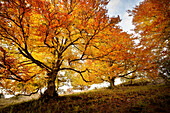  Autumnal trees in the &quot;Kleines Lautertal&quot; near Blaustein, Alb-Donau-Kreis, Swabian Alb, Baden-Württemberg, Germany, Europe 