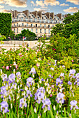Iris des Jardins, Iris germanica, Jardin des Tuileries, Paris, France, Europe
