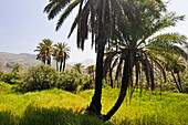 Palmenhain vor Berglandschaft, Oase Targa N'touchka, Provinz Chtouka Ait Baha, Region Souss-Massa, Antiatlas, Marokko, Nordafrika