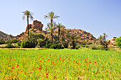Poppies in cereal field near Adade in Ammeln valley,Anti-Atlas,Morocco,North Africa