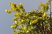 The Argan is a tree endemic of Souss valley of southwestern Morocco.Argan oil is extracted from the nut inside the fruit and takes the place of the Olive in Berber society.It is now widely available in specialist shops  and is of increasing interest to cosmetics companies.Morocco,North Africa