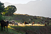 Flock of sheep and goats in Ammeln valley, near Tafraout, Anti-Atlas, Morocco, North Africa