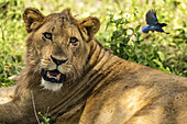  Animal portrait lion, lioness in the Serengeti, Tanzania, East Africa, Africa 