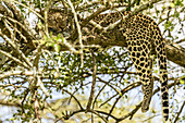  Leopard on a tree in the Serengeti, Tanzania, East Africa, Africa 