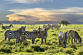  Zebra, herd of zebras in the landscape of the Serengeti, Tanzania, East Africa, Africa 