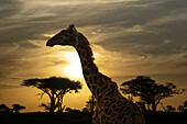  Animal portrait of a giraffe at sunset in the Serengeti, Tanzania, East Africa, Africa 