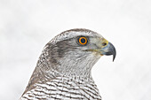 Habicht (Accipiter gentilis), adulter Vogel, Portrait, Finnland