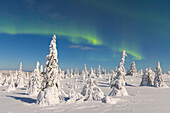  Northern lights, aurora borealis, glowing over snow-covered trees in the night sky, winter, Riisitunturi National Park, Finland 