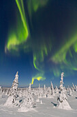  Northern lights, aurora borealis, glowing over snow-covered trees in the night sky, winter, Riisitunturi National Park, Finland 