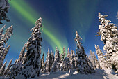  Northern lights, aurora borealis, glowing over snow-covered trees in the night sky, winter, Riisitunturi National Park, Finland 