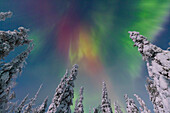  Northern lights, aurora borealis, glowing over snow-covered trees in the night sky, winter, Riisitunturi National Park, Finland 