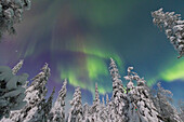  Northern lights, aurora borealis, glowing over snow-covered trees in the night sky, winter, Riisitunturi National Park, Finland 