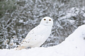  Snowy Owl, Bubo scandiacus, Nyctea scandiaca, male in the snow, Finland 