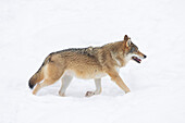  Wolf, Canis lups, fleeing in the snow, winter, Finland 