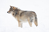  Wolf, Canis lups, adult wolf in the snow, winter, Finland 