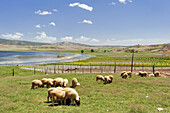 Flock of sheep, Lakes scenic road north of Ifrane,Middle Atlas,Morocco,North Africa
