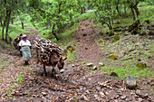 Woman carrying wood on donkeyback, Atlas cedar forest, near Azrou,Middle Atlas,Morocco,North Africa