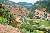 Donkey above the Oum-er-Rbia river valley,Middle Atlas,Morocco,North Africa