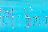 Vendicari wildlife oasis, Vendicari, Noto Valley, Sicily, Italy