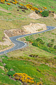 Winding road, Dunedin, Otago, South Island, New Zealand, 