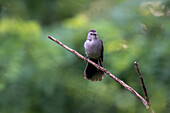 Gray Catbird (Dumetella carolinensis) perched on branch looking to camera at Tyson's Corner Virginia, USA